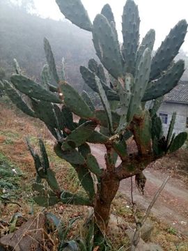 YE，浮沉主播照片