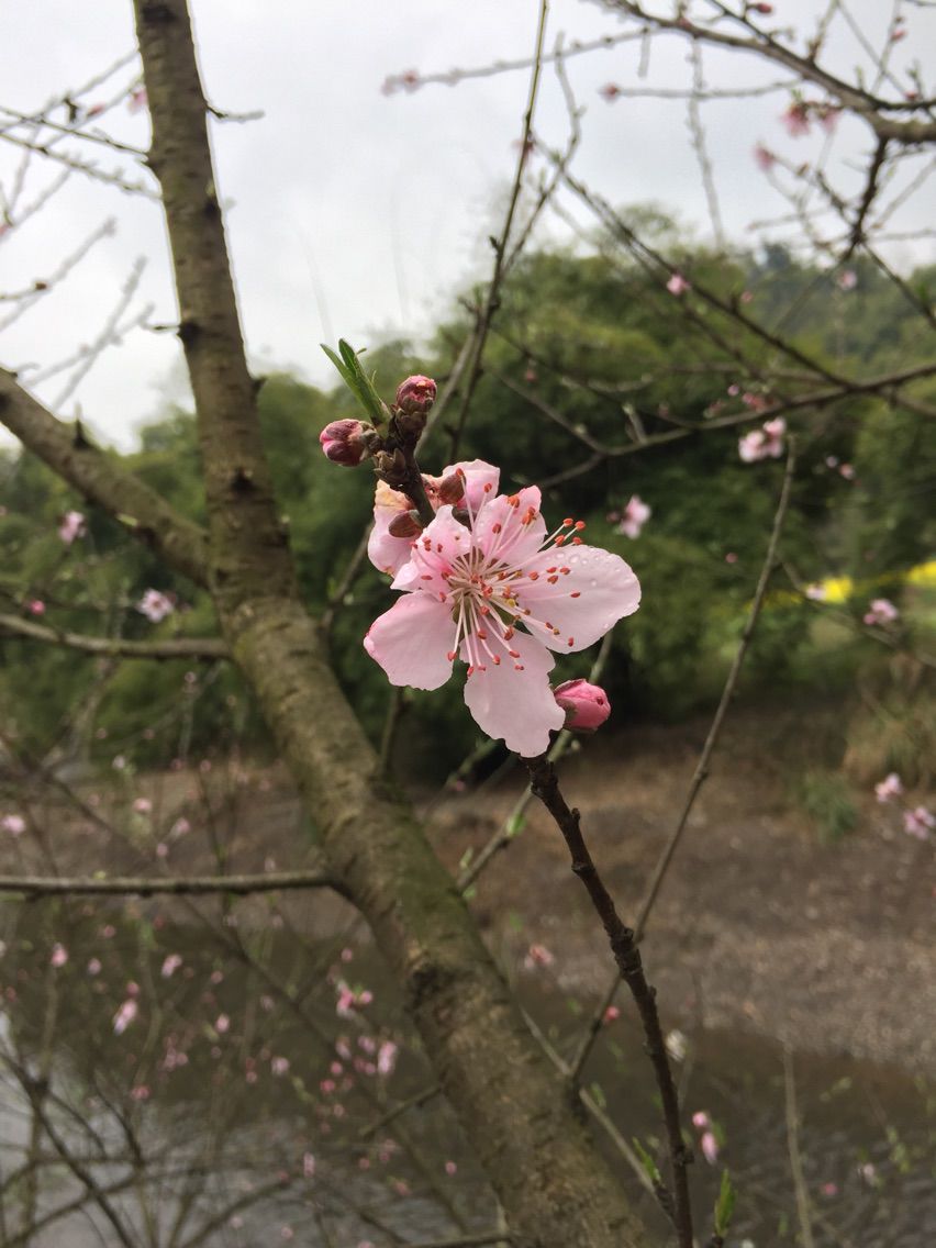 慧子暂停直播一段时间的主播照片