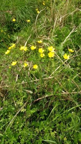 烟花🌼不易冷主播照片