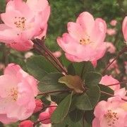 漂洋过海揍死你海报