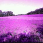紫色向日葵