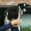 青柚qo