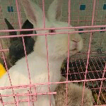 #，，#，，，的主播照片