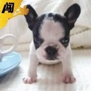 夏夏先森