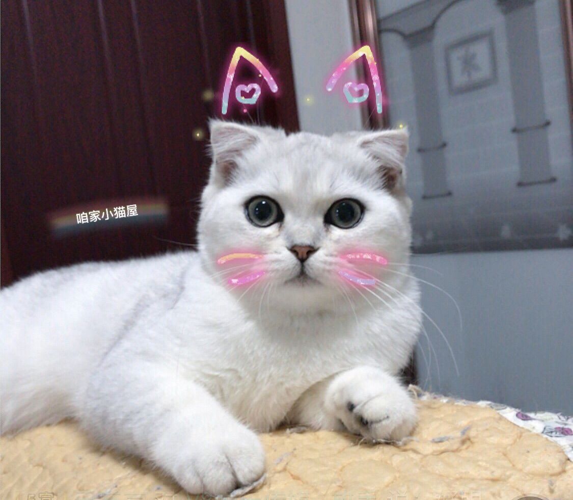 猫咪成长日记的主播照片