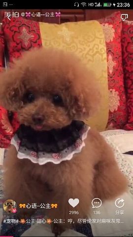 ✨媳婦⭐求🌙帶走✨主播照片