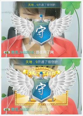 海鸽晚上播主播照片