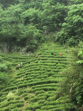 六安🍃茶�妹主播照片