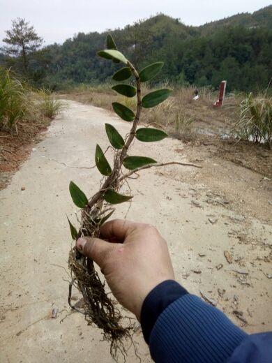 @秀色可餐的主播照片