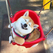 鋀崽子