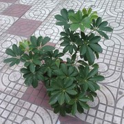 伟f9w海报