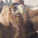 內蒙雄鹰