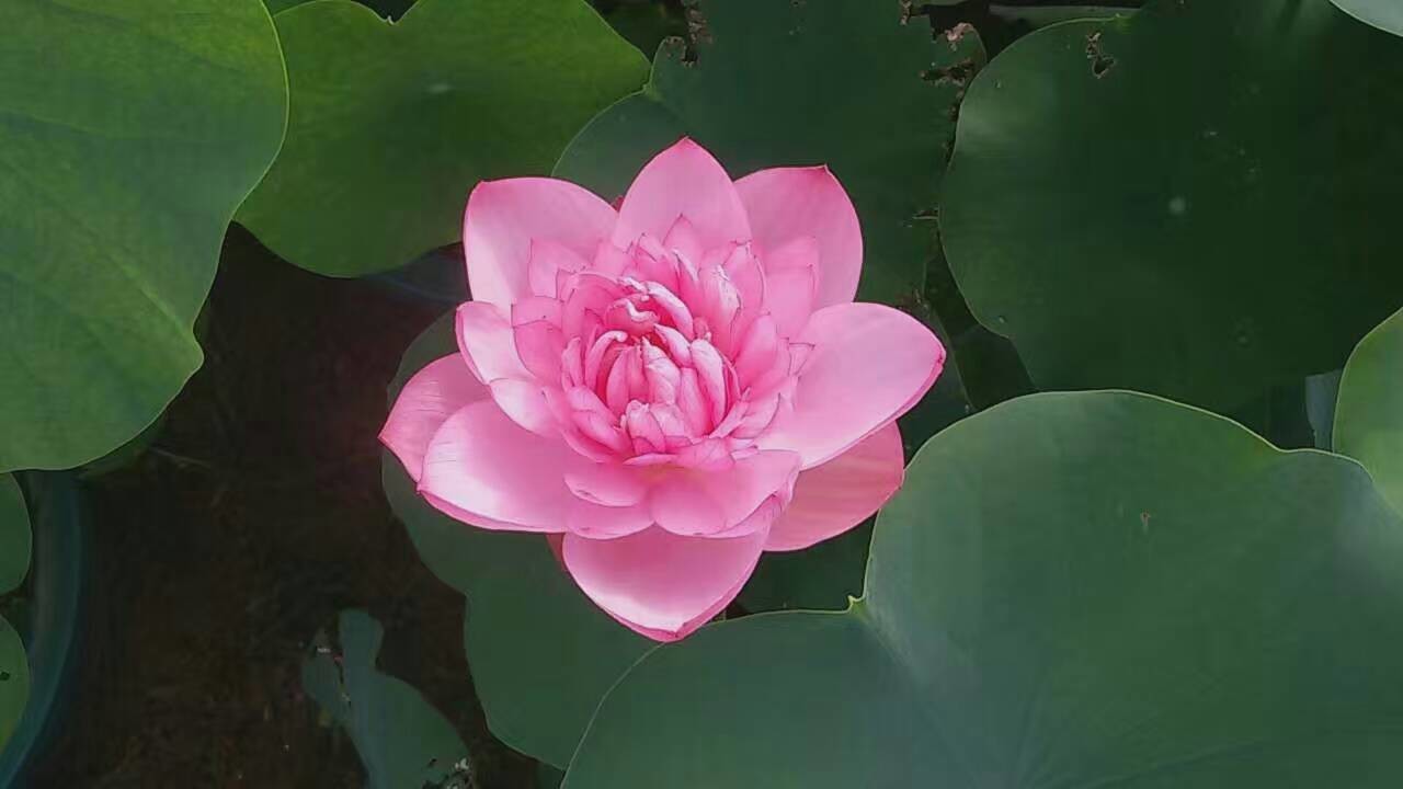 懒懒猪/的主播照片