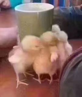 蕊蕊休息主播照片