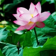 沛轩k