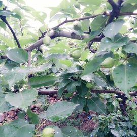 ✨媳婦⭐求🌙帶走✨主播照片