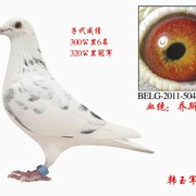 鼎盛赛鸽