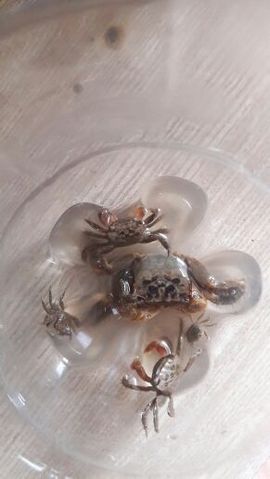♬默默✨小蛮宝☞🌜主播照片