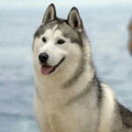 放羊的狼🐺