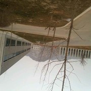 儒宝一早起来就想浪