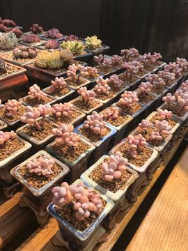 植.物.日.记主播照片