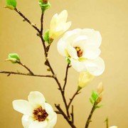 美好明天cp