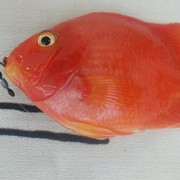 名尚q
