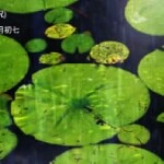 荷叶下的小魚