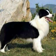呆萌～犬业
