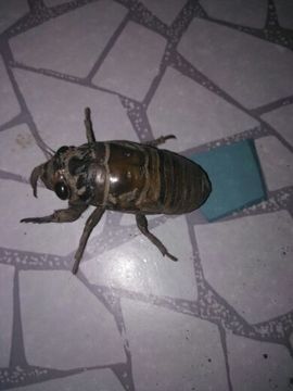 涵涵呀～～主播照片