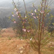 游艺b