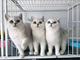 宝宝家会飞的小猪主播照片