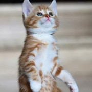 翻滚吧猫