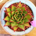 鼎销魂