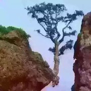 Davidpt