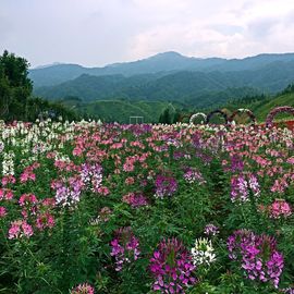 祝大家国庆节快乐宝主播照片