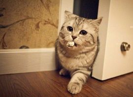 ღ﹏黎貓゜似水流年❀主播照片