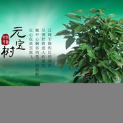7758元宝