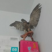 自在t0海报