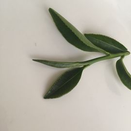 茶茶19号周年主播照片