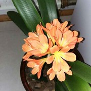 柳暗花明春正半