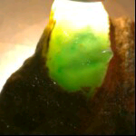 生炒鱼头主播照片