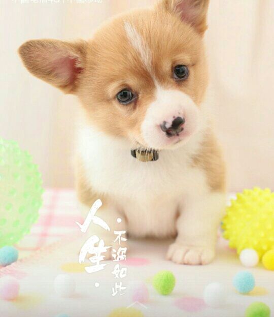 苑☞奕飞主播照片