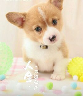 苑☞奕飞主播照片
