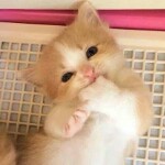 终生无良心海报