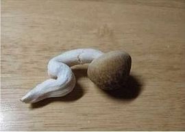 🎼﹋想想💕唱唱唱主播照片