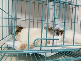 🐑咩咩♫biu~主播照片