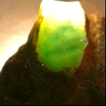 虾胖子的主播照片