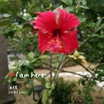 专属你的LF