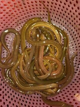 168888大叔主播照片